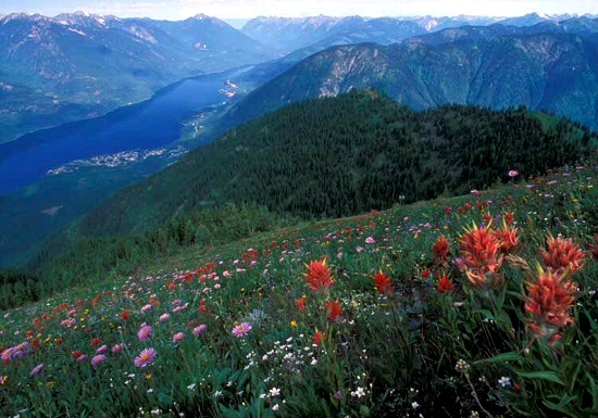 fs-alpineflowermeadows