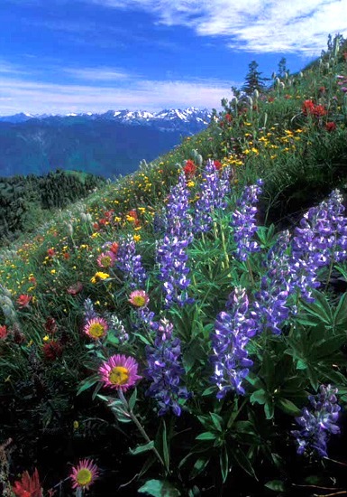 fs-alpinewildflowers