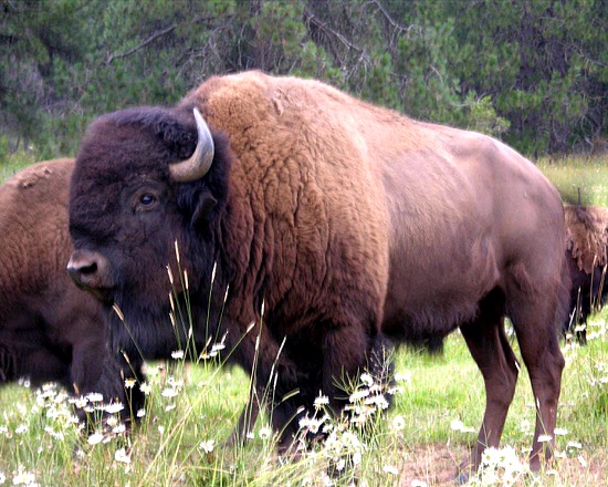 fs-buffalo2