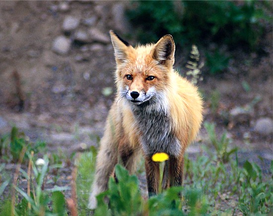 fs-fox
