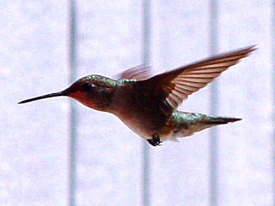fs-hummingbird