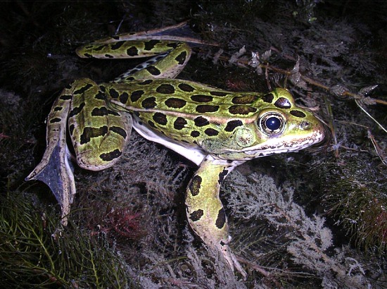 fs-leopardfrog