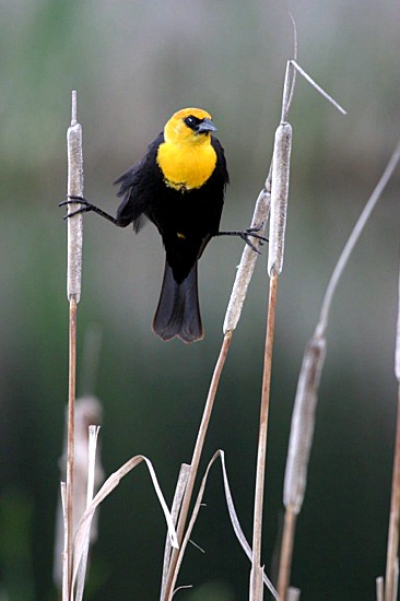 fs-yellowheadedblackbird  