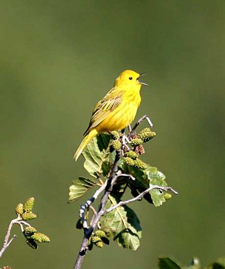 fs-yellowwarbler  