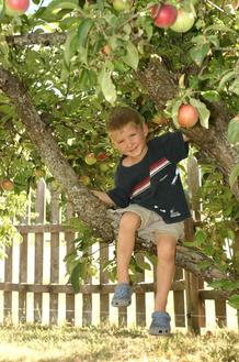 Erickson-Apple-Orchard