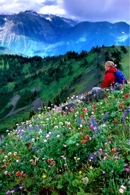 mountainflowers