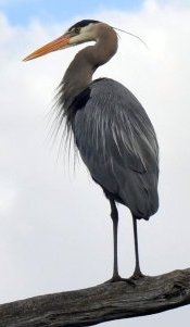 oie_Great_Blue_Heron