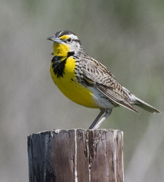 oie_Western_Meadowlark