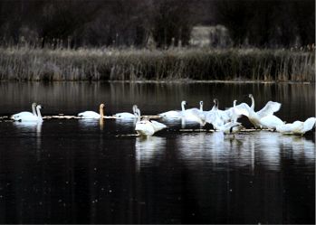 swans