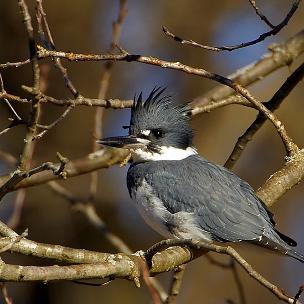 Bonners Ferry International Selkirk Loop